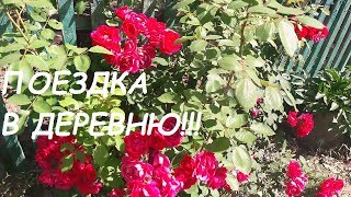 ПОЕЗДКА в деревню к БАБУШКЕ! Привезли лекарство, продукты! ДВОР.САД. ОГОРОД. ХОЗЯЙСТВО.