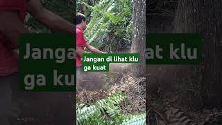 jangan #di lihat #klu ga kuat #shortvideo