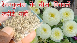 रेननकुलस के बीज निकाले खरीदे नहीं / How To Collect Ranunculus Flower Seeds / Ranunculus Flower Plant