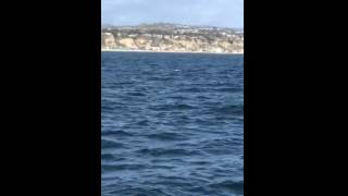 Whale watching Dana Point, California