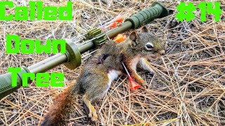 Blowgun Squirrel Hunting Kill #14 (called down the tree)