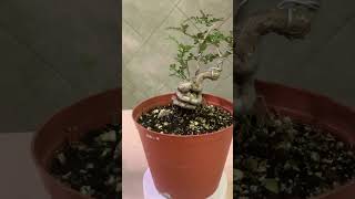 The Tropical Bonsai Inc. Orange Rutaceae Bonsai