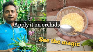 Apply Epsom salts on your Orchid & see the magic#orchid#bengali#care  @SandipOrchid#epsomsalt