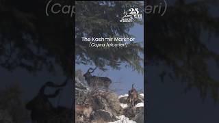 Our Kashmir Markhor Recovery Project aims at improving their population status in J&K. Blog link ⬇️