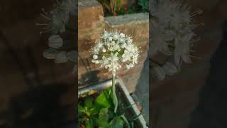 onion flower ☺️ looks so beautiful 🥰