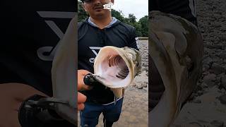 Kepalan tangan saja muat di mulut ikan ini ‼️ Hampala super babon, tapi sayang dia terluka #mancing