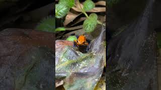 Poison Dart Frog Feeding! Strawberry Blue Jeans (Oophaga pumilio) #shorts