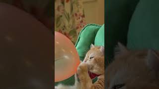 Kucing lucu tiap balon ? #hewanlucu #kucinglucu #balon