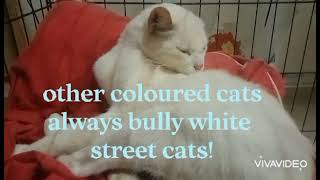 white cats always got bully by other coloured cats for being unattractive among cats😎😱