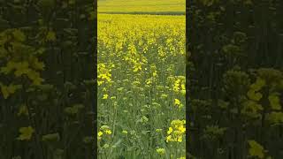 Amazing yellow flower field in spring #spring #yellowflower #flowers #flowerfield #flower #shorts