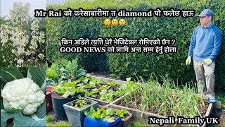 Mr Rai’s Veggie Garden Update | Dalle Khursani |Spring Garden Update | Nepali Family UK | NepaliVlog