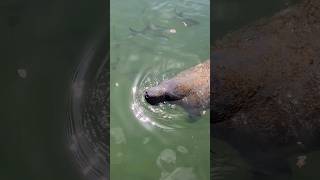 Manatee Sighting *Sound up* #shorts #manatee #funny