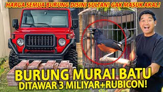 GAK NYANGKA BURUNG MURAI ADA YANG DITAWAR RP 3 MILIYAR + RUBICON! TETEP AJA GAK DIJUAL!