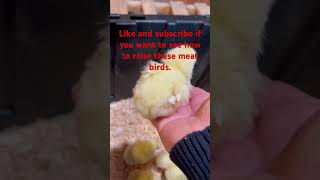 Chicken math is real, we have meat chickens now. Best way to raise meat birds.