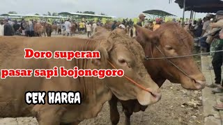 cek!!!!! harga sapi dOro Superan// pasar sapi bojonegoro