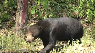 Sun Bear!!!!! Yes!!!!!