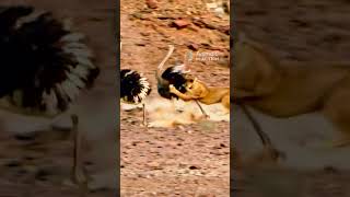 Lioness attacks an Ostrich #animals #lions #wildlife