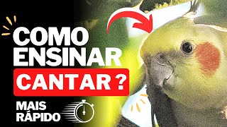 Como ensinar a CALOPSITA CANTAR mais rápido ? O guia completo!