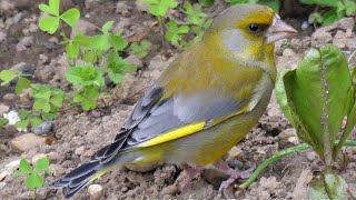 Verdone, primi piani - Greenfinch, close-ups (Chloris chloris)