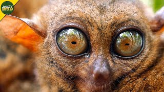 Tarsier: The Worlds Smallest Primate With Eyes The Size of Moon Pies