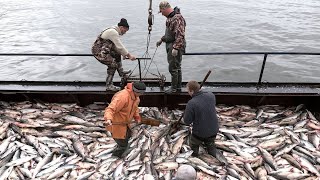 Всех защитников отечества с праздником!!//Англия кушала нашу рыбу бесплатно 68 лет?!//а мы что?//