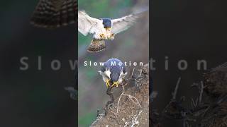 Peregrine Falcon mating in super slow-mo #subscribe #birds #nature #falcon #sonyalpha #shorts #sony