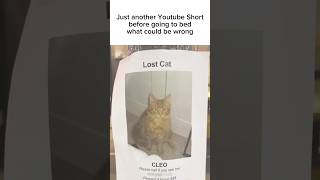 aaaw poor kitty 🥲 #discordmemes #memes #funnymemes #discord #discordmeme #catvideos #cats #cat