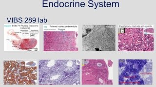 Medical School Histology Basics - Endocrine System