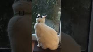 Happy cat love 😻😻😻 cat in window // USA, Japan, China, Malta, Hong Kong