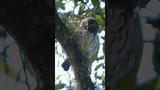 Northern Pygmy Owl in Guatemala! #owl #photography #rainforest #nature #birdingadventure #viral #sub