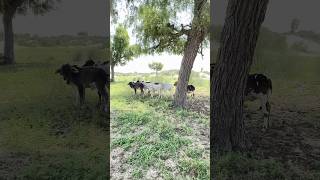 Little cow Achro Thar #trending  #shorts  #short  #viralvideo