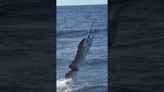 Sailfish! #fishtanksportfishing #fishing #sail #shorts