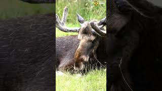 Don't mess with the Moose | Discover with Sabi