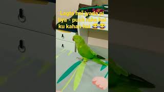 Lagta hai jyada pi liya - puch raha hai ku kahan hai 😂😂 watch to till the end 🐦