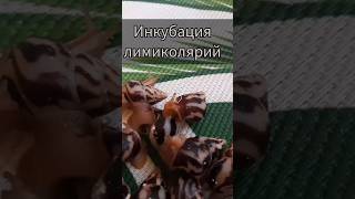 Как инкубировать яйца улиток? #улиткиахатины #улитки