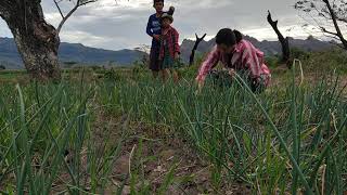 Pagdadamo sa sibuyasan | Buhay Probinsya