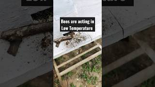 Bees activity in Low Temperature #shorts #bees #apismellifera #apiculture