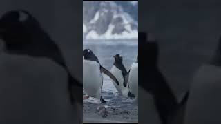 Amazing facts about Antarctica |       | antarctica | #shorts