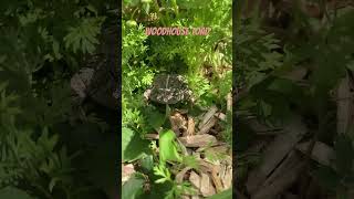 Toad in our Strawberries #toad #frog #outdoors #jesus #cuteanimals