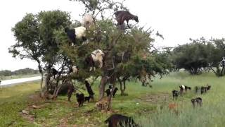 Morocco,Tree climbing Goats.