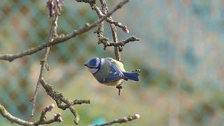 Spring care of blue Tits. / Весенние заботы лазоревки.