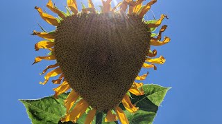 Large Sunflowers  I  SEED Harvest