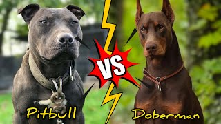 Pitbull VS Doberman | Qual o mais feroz?