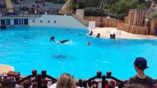 [France] Dolphins Show @ Parc Asterix (1)