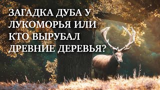 КТО ВЫРУБАЛ ДРЕВНИЕ ДЕРЕВЬЯ?