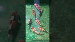 Koi Ornamental Fish, Lecture 33: A must-see for beginners!