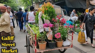 Lisianthus Hibiscus Noyontara Mango Plant At Kolkata Flower Plants Market At Bagbazar Sokher Haat