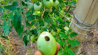 How to prevent insect putting hole on tomato fruit.