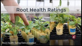 Root Health Rating Demonstration