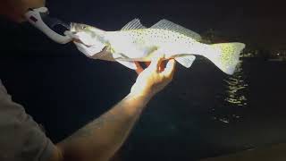 Wading Nights In Sarasota Bay With Artificial Swimbaits - Snook, Trout, Good Times